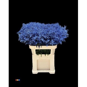 Solidago Blue 80cm
