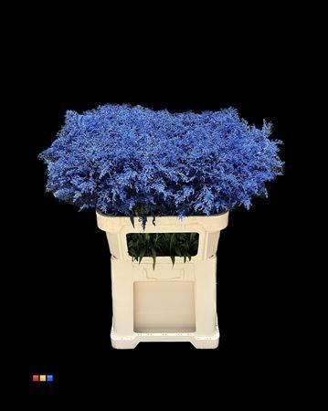 <h4>Solidago Blue 80cm</h4>