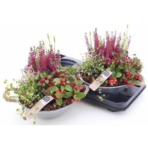 ARR TUINPLANTEN