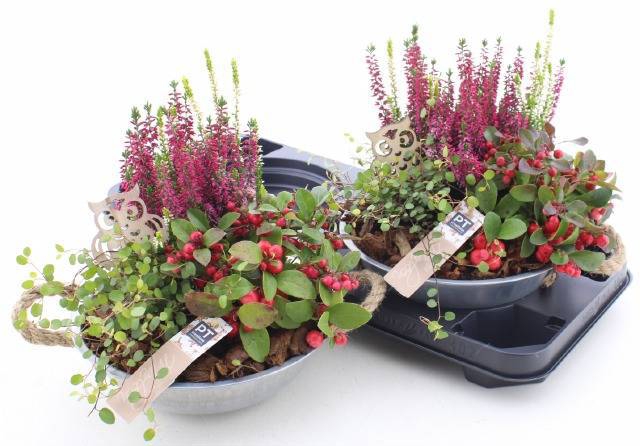<h4>ARR TUINPLANTEN</h4>
