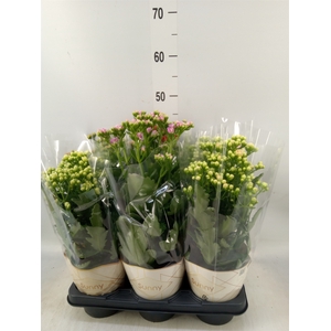Kalanchoe   ...