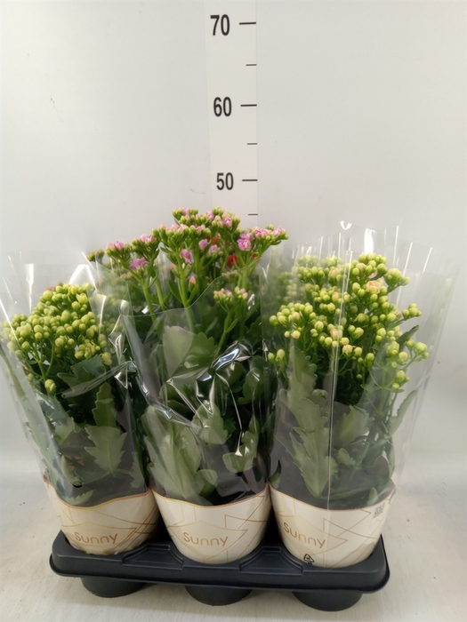 <h4>Kalanchoe   ...</h4>