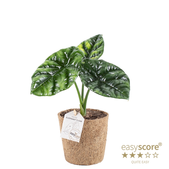 <h4>ALOCASIA SINUATA P11 COCOZ</h4>