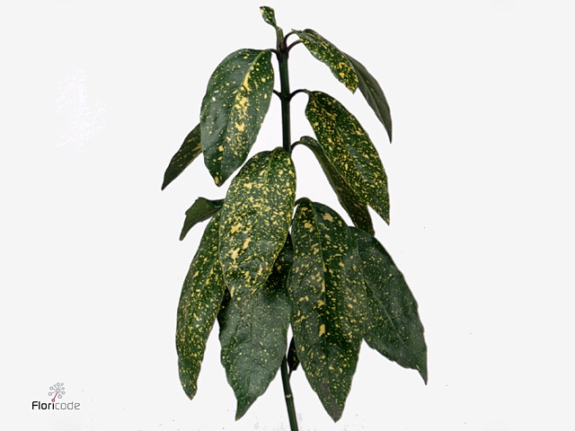 AUCUBA JAPONICA 400GR