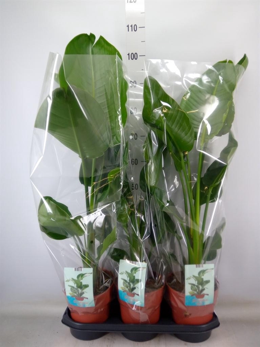 <h4>Strelitzia nicolai</h4>