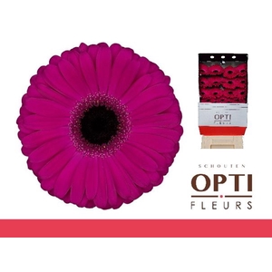 Gerbera Aladin