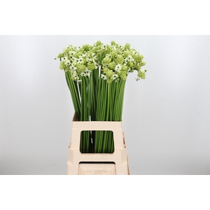 Ornithogalum Saundersiae