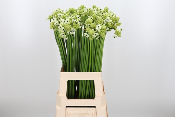 <h4>Ornithogalum Saundersiae</h4>