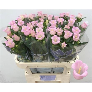 Camp M Pearl Pink