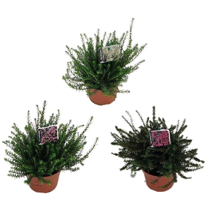 Erica darleyensis Mix P10,5