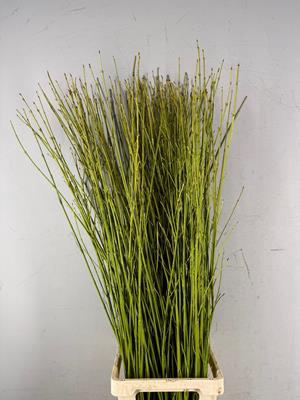 <h4>Cornus Flaviramea Geel/groen</h4>