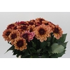Dahlia Creme de Cognac