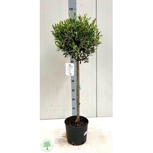 OLEA EUROPAEA