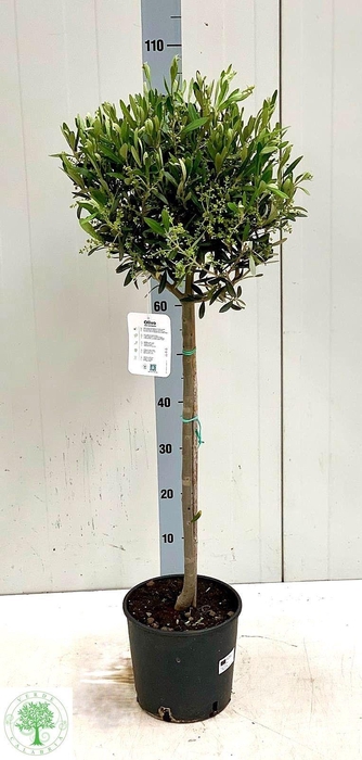 <h4>OLEA EUROPAEA</h4>