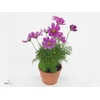 Cosmos Violet p 10,5