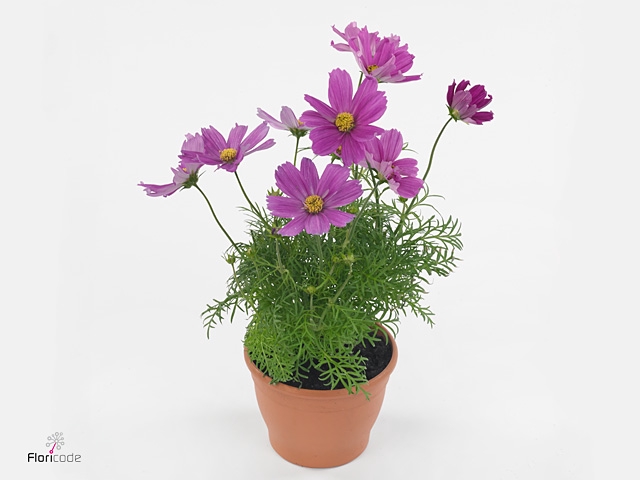 Cosmos Violet p 10,5