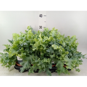 Phlebodium aureum 'Davana'
