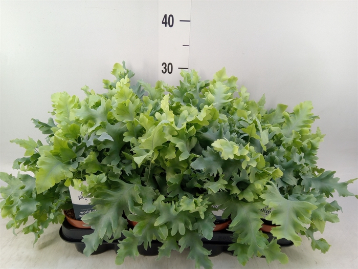 <h4>Phlebodium aureum 'Davana'</h4>