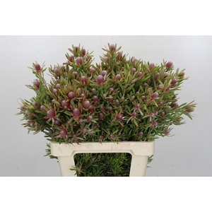 Leucadendron Ayoba Star Pearl