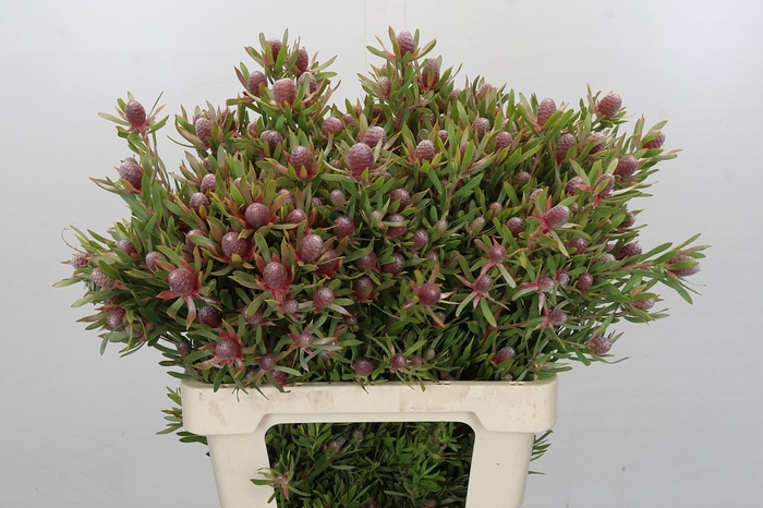 <h4>Leucadendron Ayoba Star Pearl</h4>