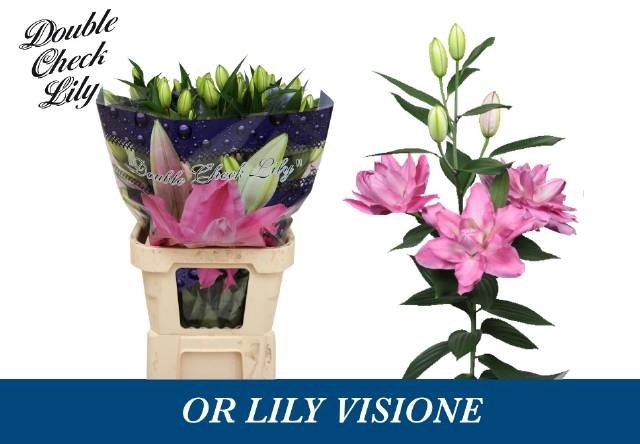 <h4>LI OR DU VISIONE</h4>