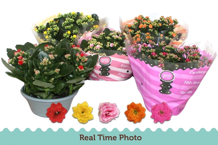 <h4>KAL GE GEM 5 KL</h4>