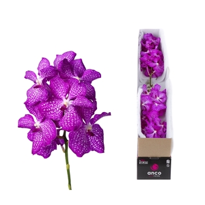 Vanda Magic Pink X4