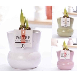 Hippeastrum mix in P&PURE Plant Vase Maxima ass.3