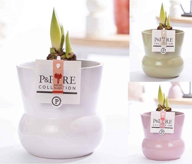 <h4>Hippeastrum mix in P&PURE Plant Vase Maxima ass.3</h4>