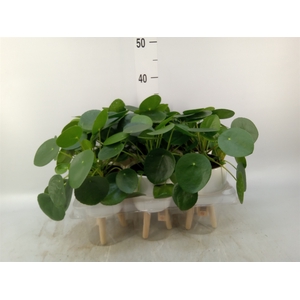 Arr.   Kamerplant Groen L%