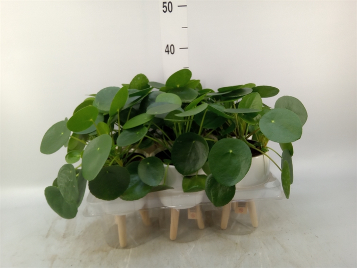 <h4>Arr.   Kamerplant Groen L%</h4>