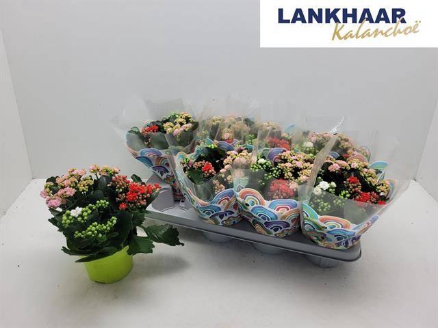 <h4>KAL GE GEM I POT</h4>