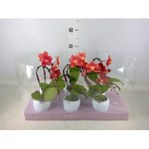 Phalaenopsis   ...orange