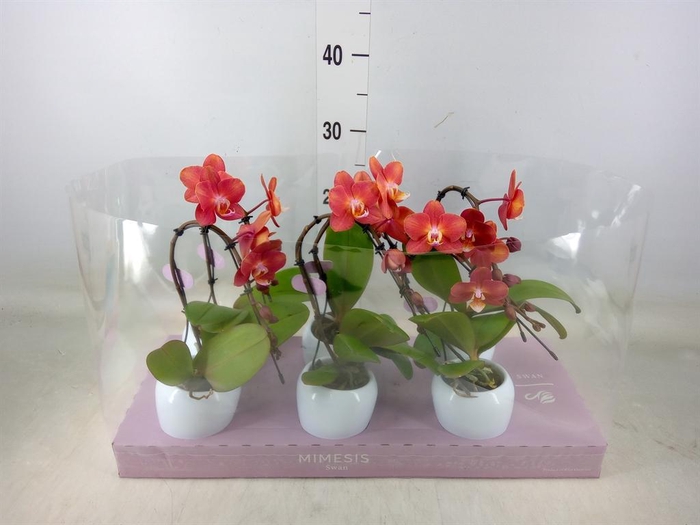 <h4>Phalaenopsis ...orange</h4>