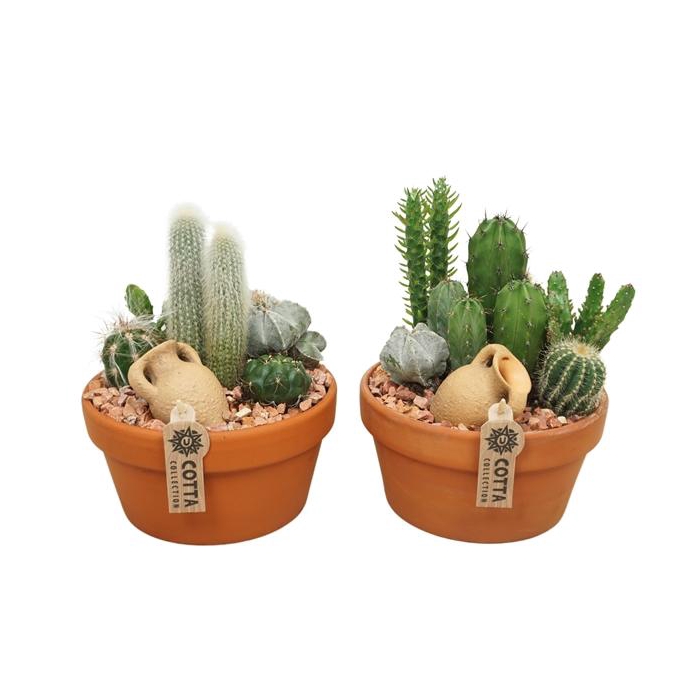 <h4>Cactus arrangement in 20 cm 'Terracotta Schaal'</h4>