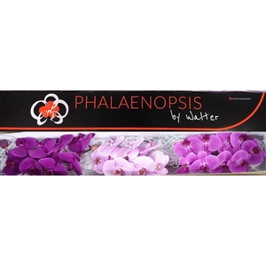 Phal Valentine Mix x 25