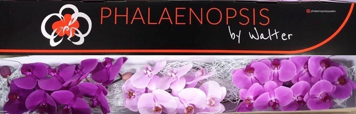 <h4>Phal Valentine Mix x 25</h4>