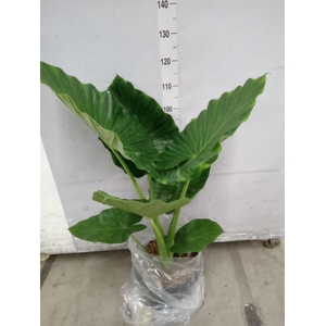 Alocasia macrorrhizos