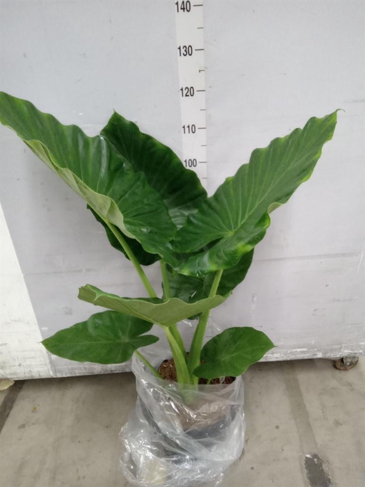 <h4>Alocasia macrorrhizos</h4>