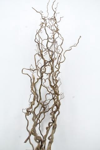 <h4>CORYL AV CONTORTA 2 JARIG 160CM</h4>