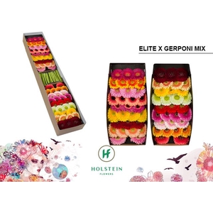 Germini Pomponi Mix Pomponi  Elite Doos