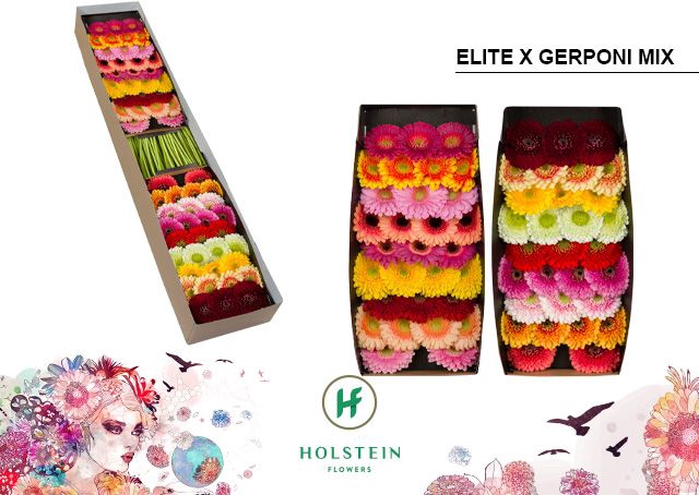 <h4>Germini Pomponi Mix Pomponi  Elite Doos</h4>