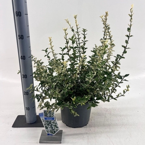 Euonymus fortunei Harlequin