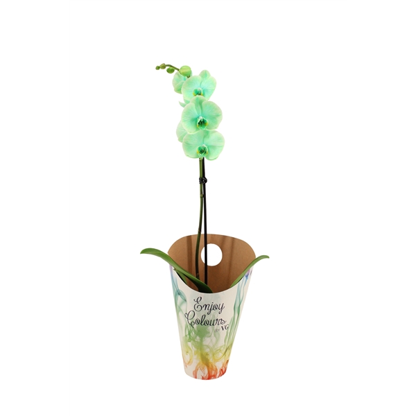 <h4>Enjoy Potcover Phal I Am Green 1T9+</h4>