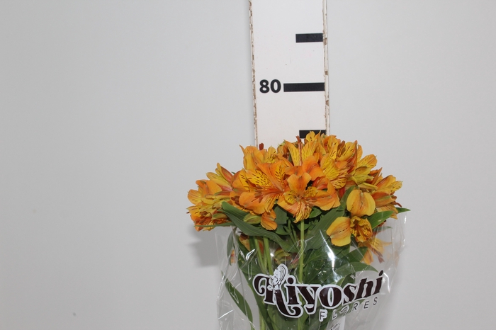 ALSTROEMERIA GYPSY 080 CM LARANJA