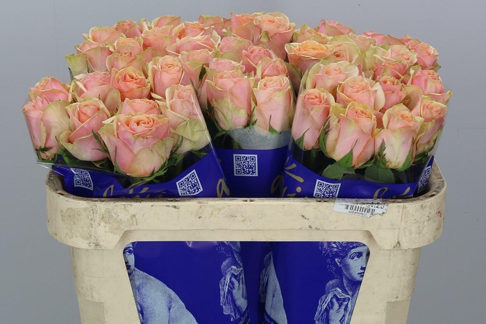 <h4>R Gr Dividend</h4>