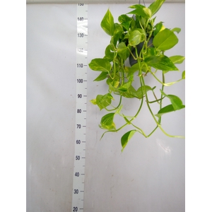 Epipremnum pinn. 'Aureum'  HG