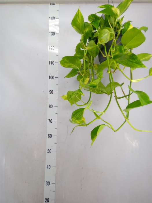 <h4>Epipremnum pinn. 'Aureum'  HG</h4>