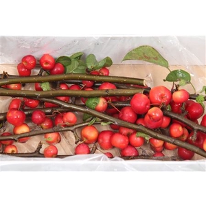 Malus Red Sentinel (tak)