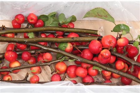 <h4>Malus Red Sentinel (tak)</h4>